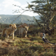 Simba and Nala talk to Zazu in The Lion King.